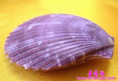 紫贝壳风铃