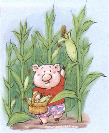 小猪种玉米1