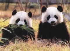 两只熊猫的故事