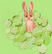 住在卷心菜里的兔子