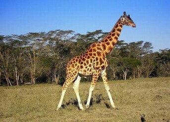 世界最高的动物:长颈鹿