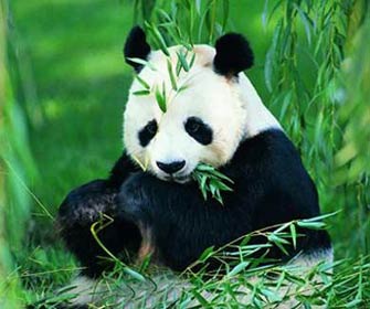 大熊猫为何只吃竹子