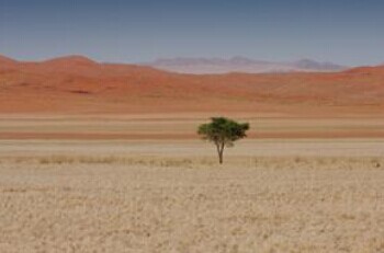 一棵长在沙漠上的小树